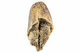 Fossil Hadrosaur (Edmontosaurus) Partial Tooth - Montana #340932-1